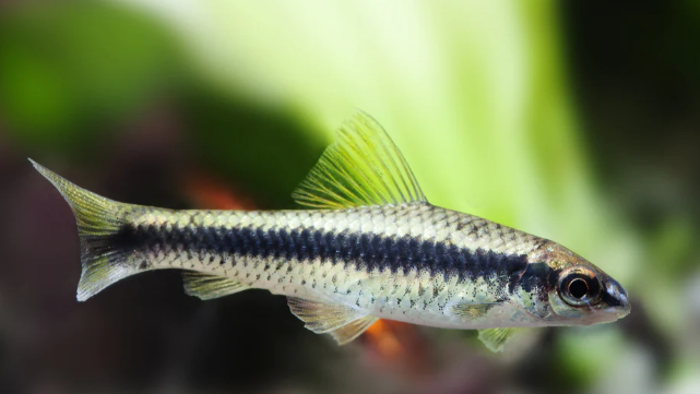 Siamese algare eater