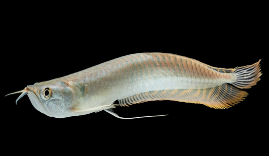 Silver Arowana 6"-7"