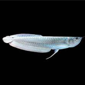 Silver Arwona 3.5