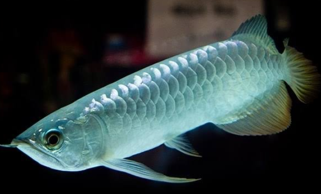 Silver Arowana (7 .5-8")