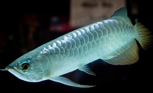 Silver Arowana (7 .5-8")