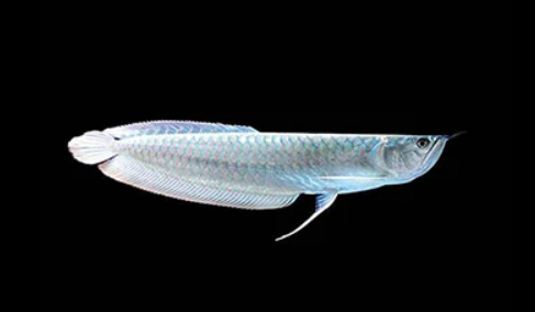 Silver Arowana (7 .5-8")