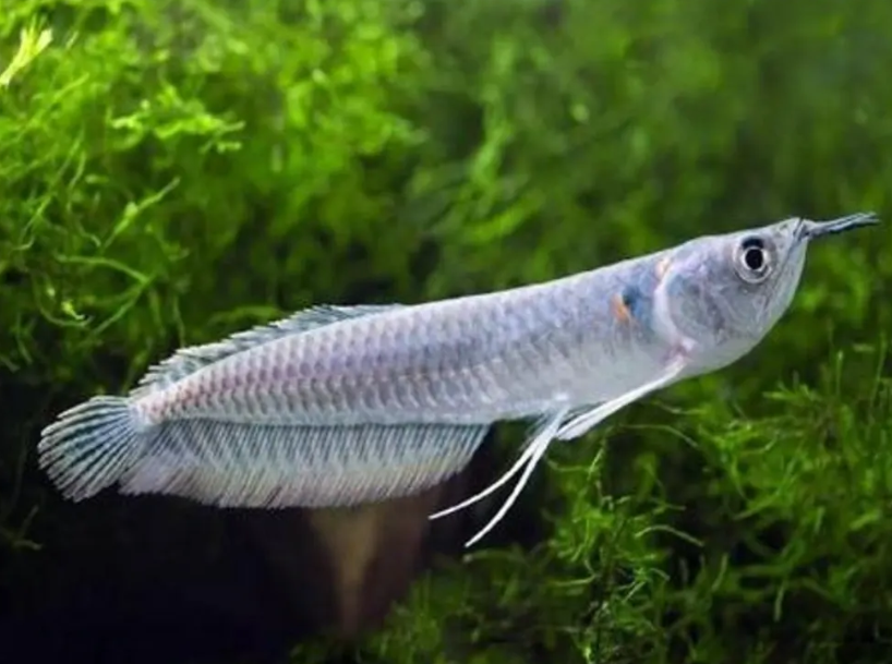 Silver Arowna 4 inches