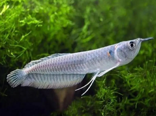 Silver Arowna 4 inches