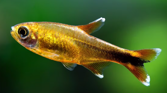 Silver Tip Tetra
