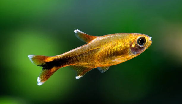 Silver Tip Tetra