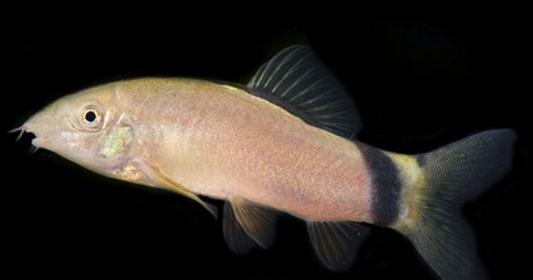 Skunk Botia Loach