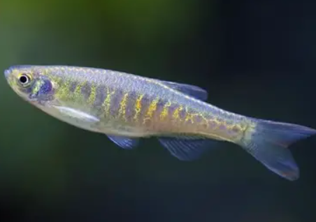 Snake Skin Danio