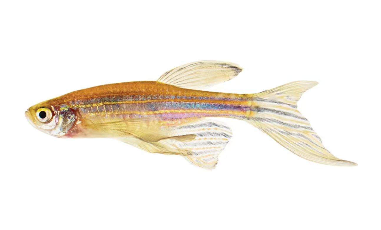 Snake Skin Danio