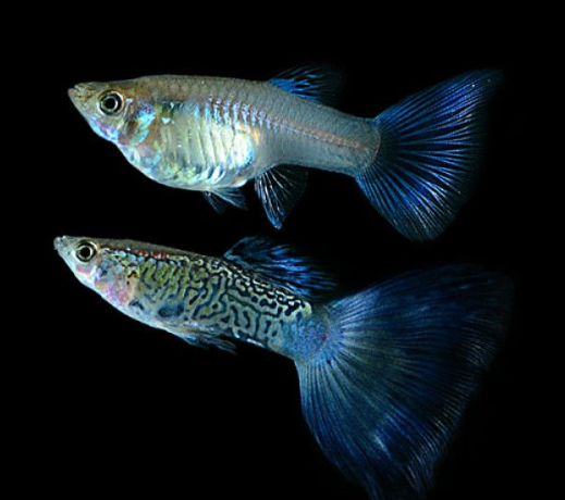 Snake Skin Guppy