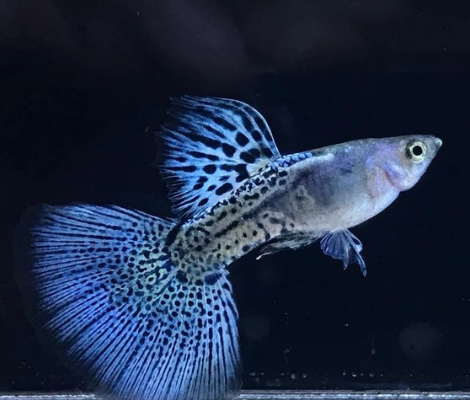 Snake Skin Guppy