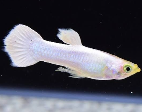 Snow White Guppy