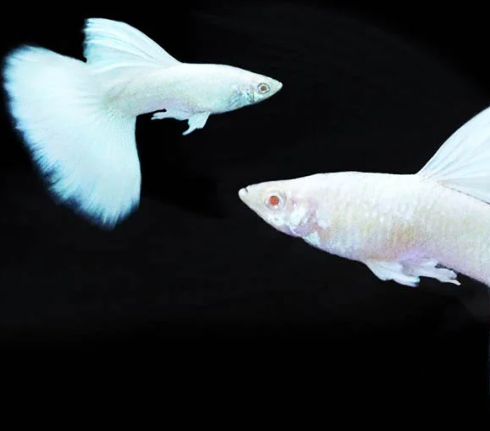 Snow White Guppy