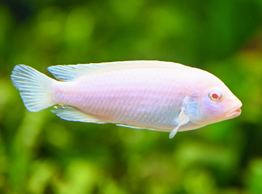 Snow white Cichlid