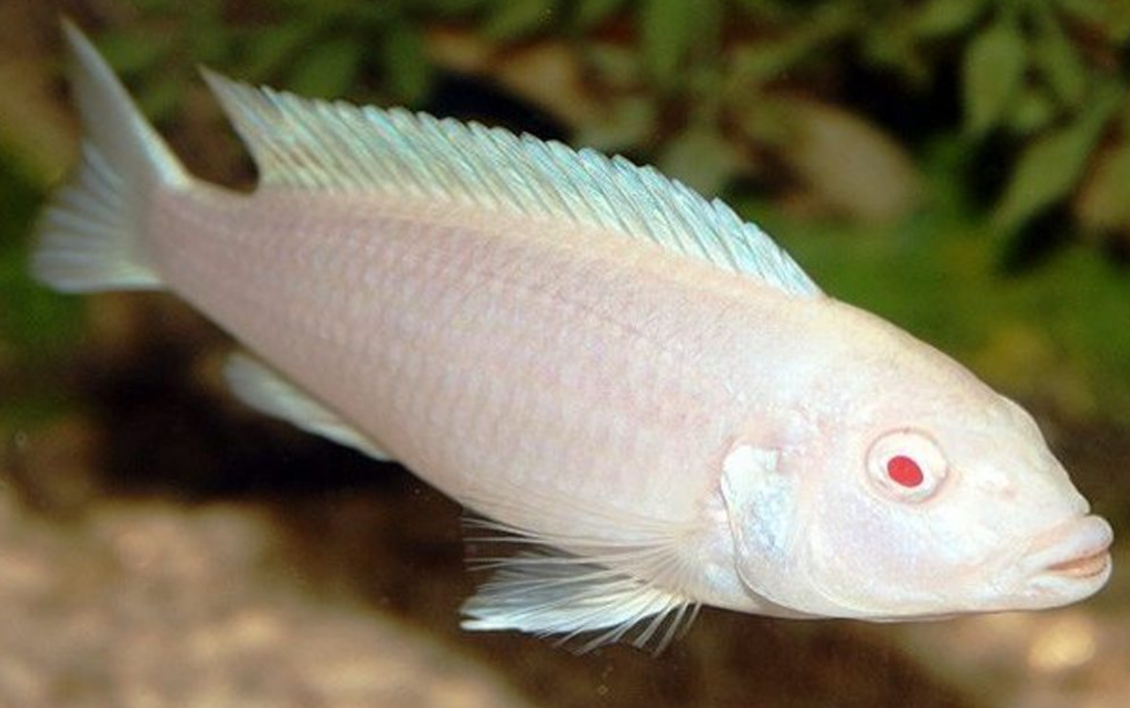 Snow white Cichlid
