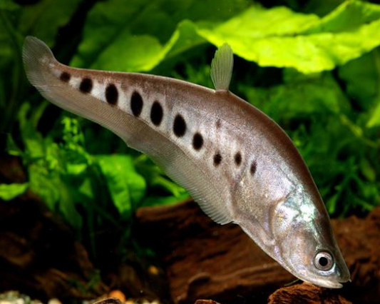 Spo Knife Fish