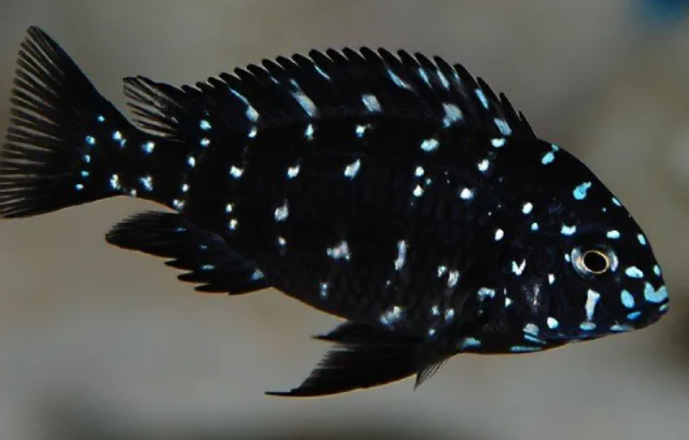 Spotted Dubosi