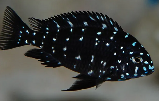 Spotted Dubosi