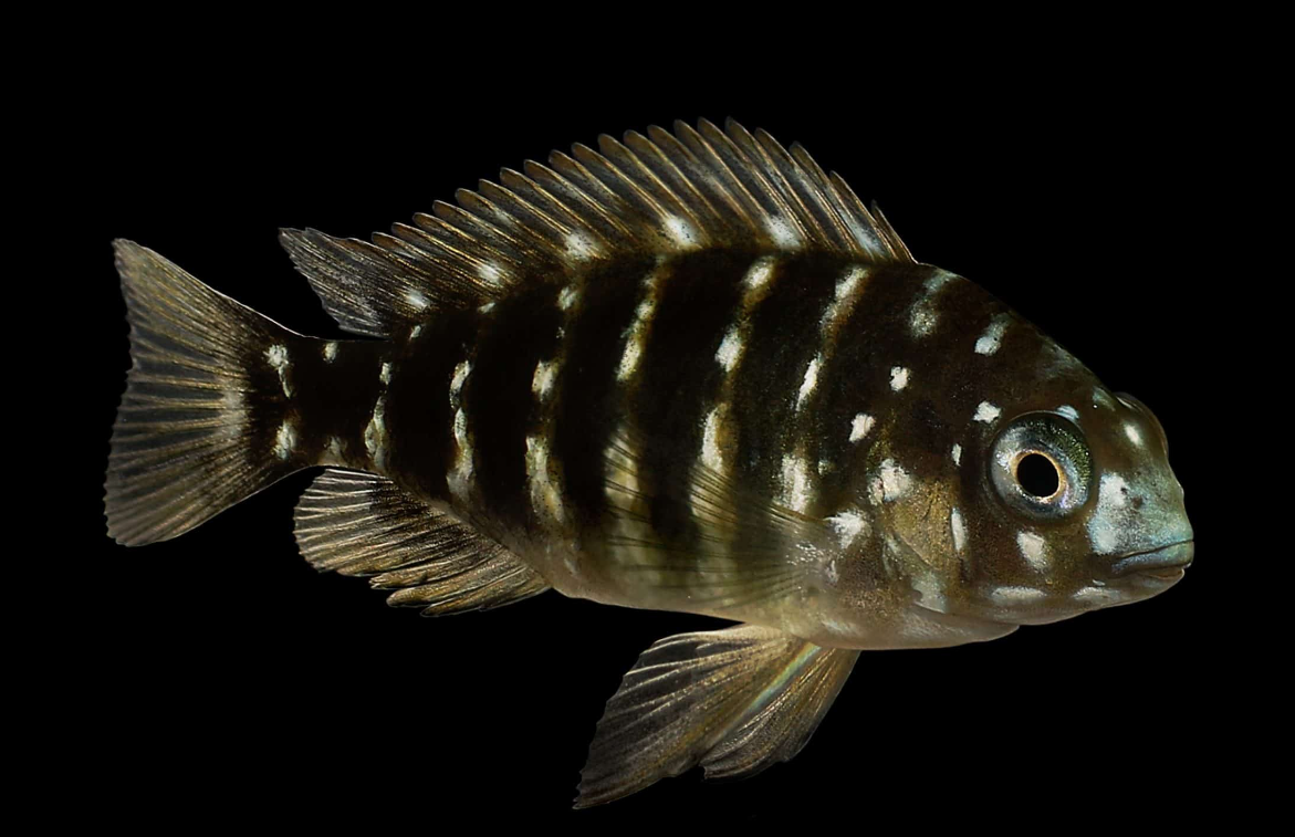 Spotted Dubosi