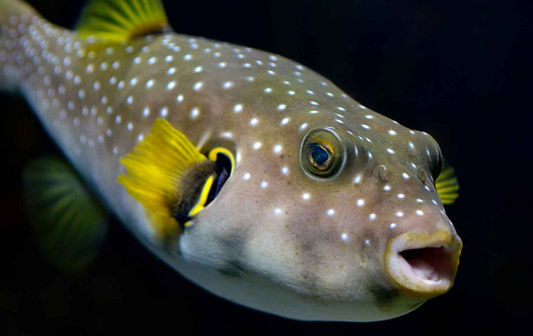 Spotted puffer