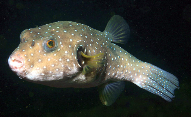 Spotted puffer