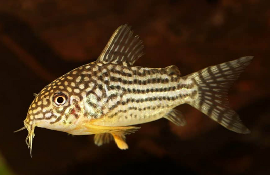 Sterbai Cory L