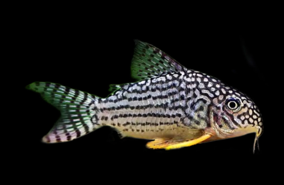 Sterbai Cory L