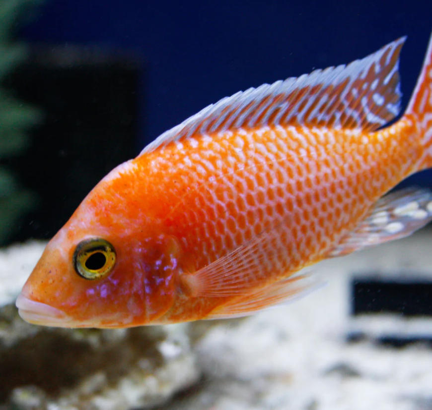 Strawberry cichlid 3"