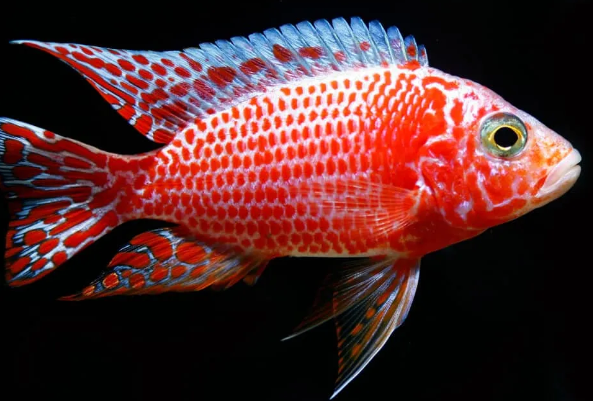 Strawberry cichlid 3"