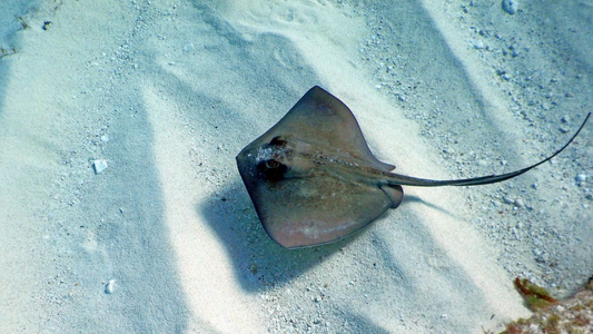 String Ray