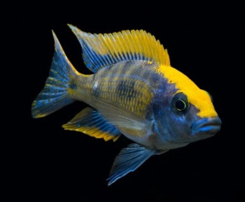 Sulfur Head Cichlid