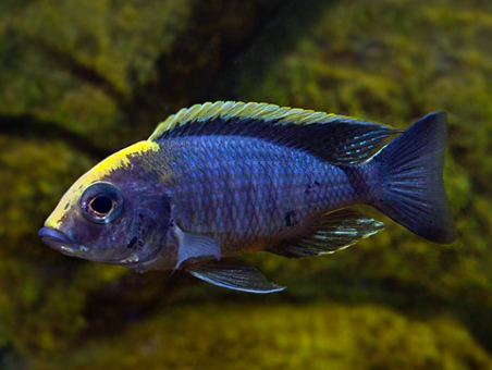 Sulfur Head Cichlid