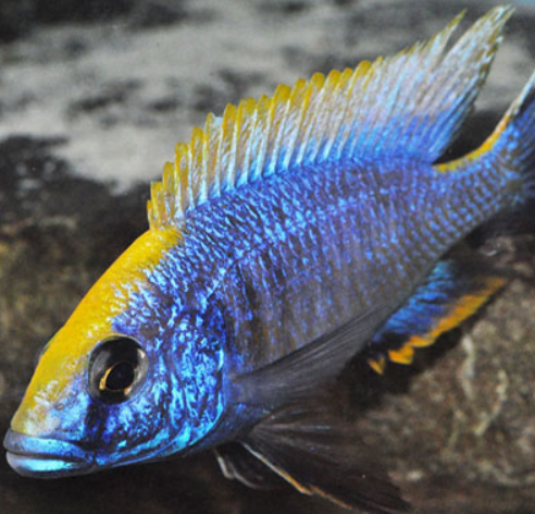 Sulphur Head Cichlid