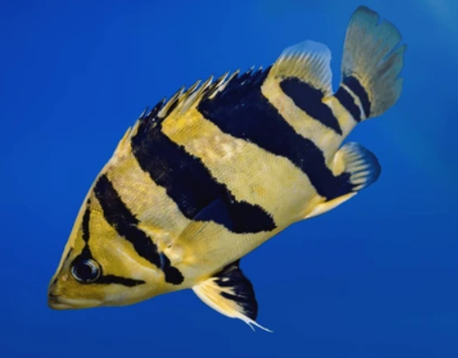 Sumentra tiger
