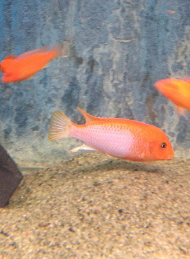 Sunflower hongi Cichlid