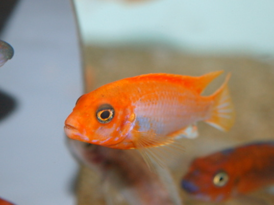 Sunflower hongi Cichlid