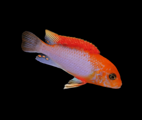 Sunflower hongi Cichlid