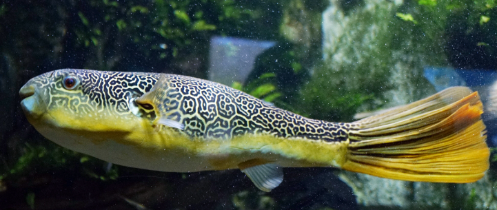 Super Jaint Puffer