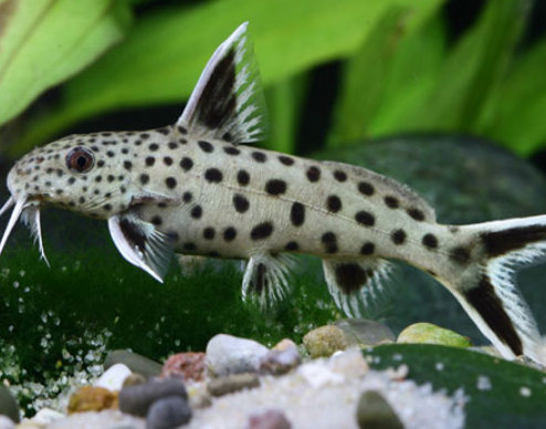 Synodontis Leopard Catfish