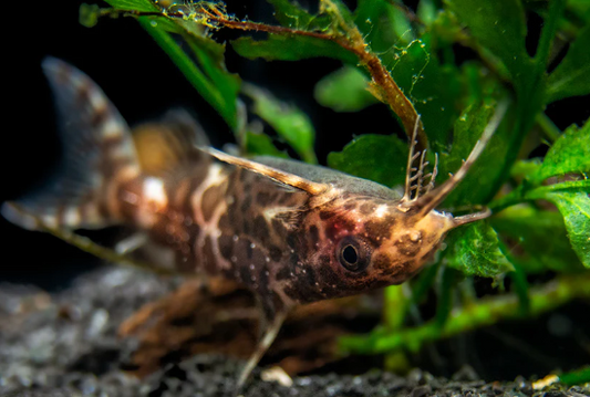 Synodontis Nigriventris