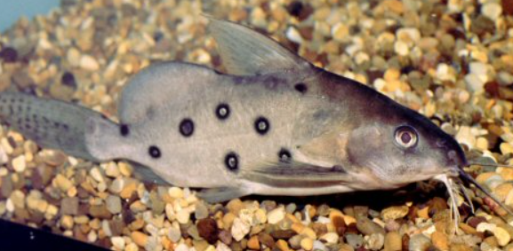 Synodontis Oceilifer