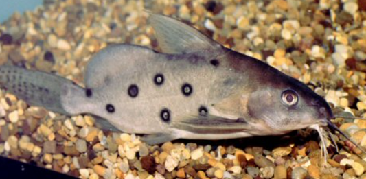 Synodontis Oceilifer