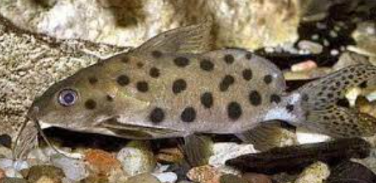 Synodontis Oceilifer