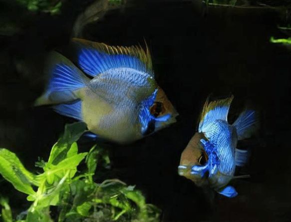 Blue Baloon Ram