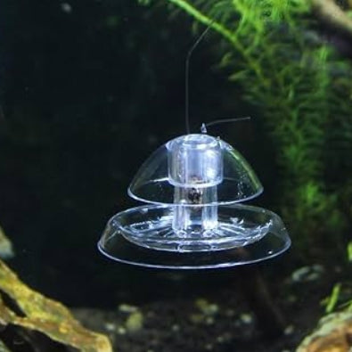 TRANSPERANT SNAIL CATCHER