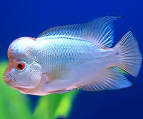 Thai silk Flower Horn Fish 3 - 4 inches
