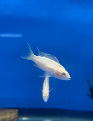 The Albino Brichardi