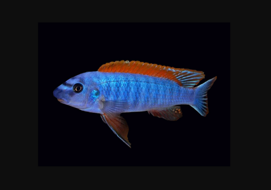 Thumbi west Cichlid Labeotropheus Trewavasae