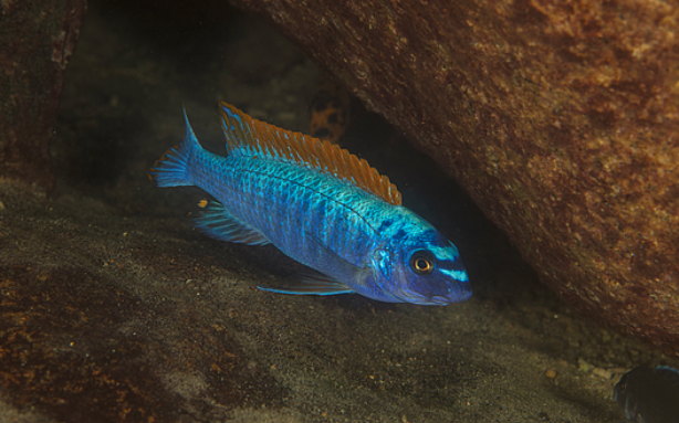 Thumbi west Cichlid Labeotropheus Trewavasae