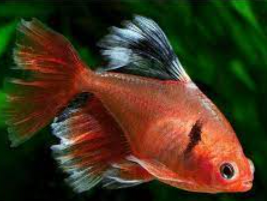 Veltail Surfy